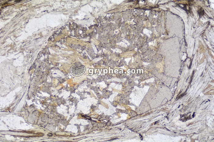 Micaschiste à grenats LPNA x40 - gryphea.com